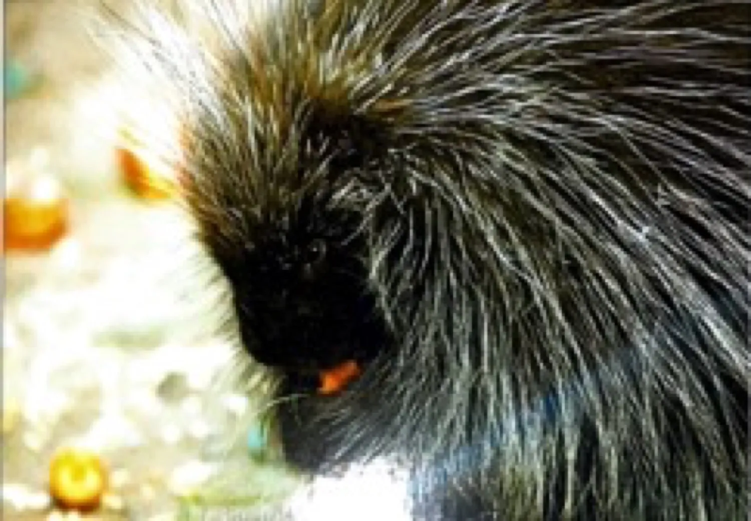 June, der Baumstachler im Tierpark Hagenbeck (Bild 1 von 8)