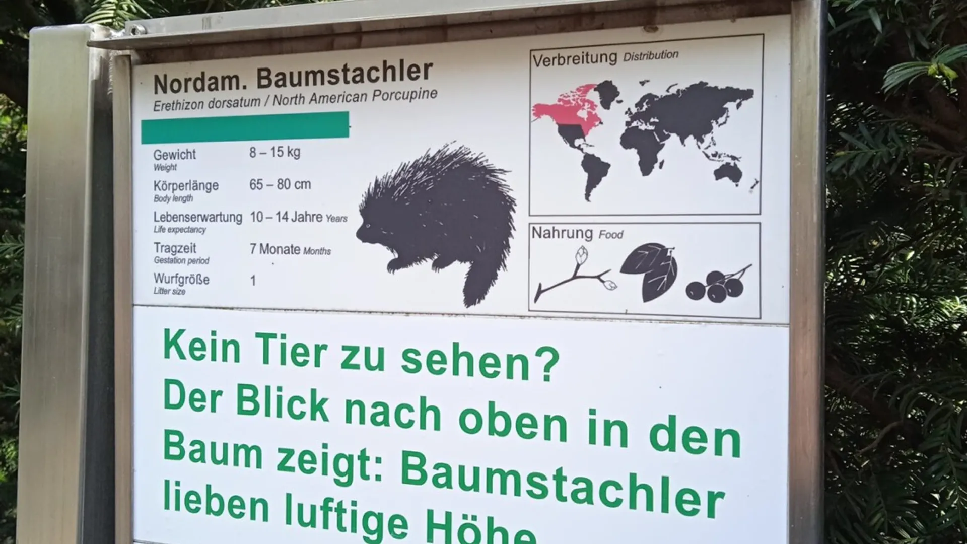 June, der Baumstachler im Tierpark Hagenbeck (Bild 2 von 8)