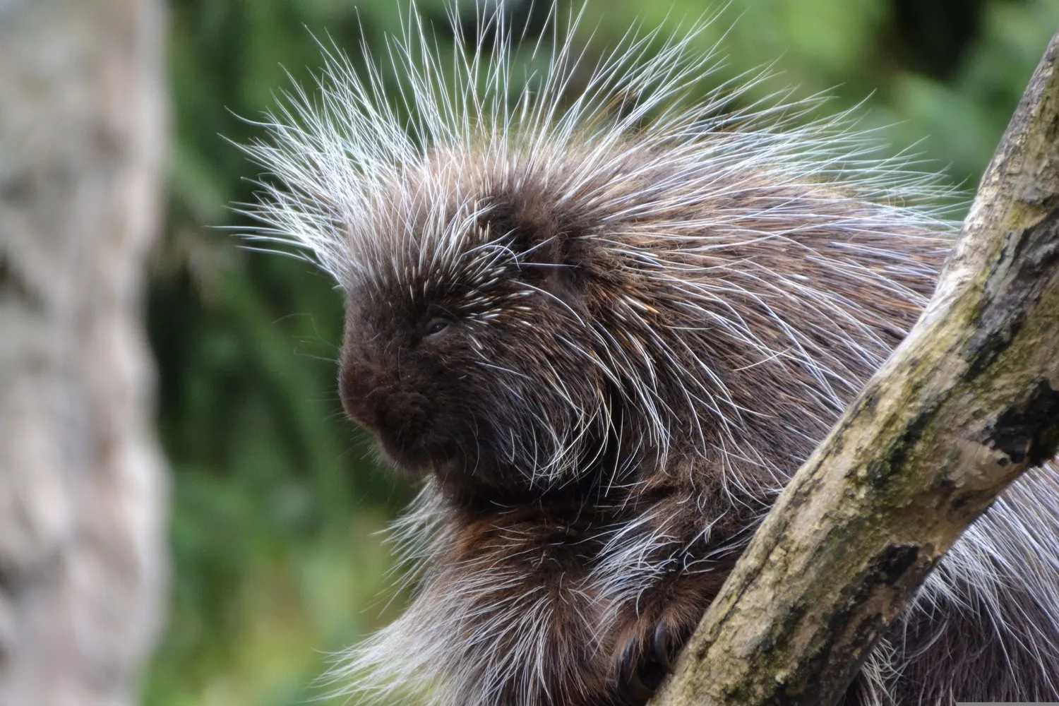 June, der Baumstachler im Tierpark Hagenbeck (Bild 3 von 8)