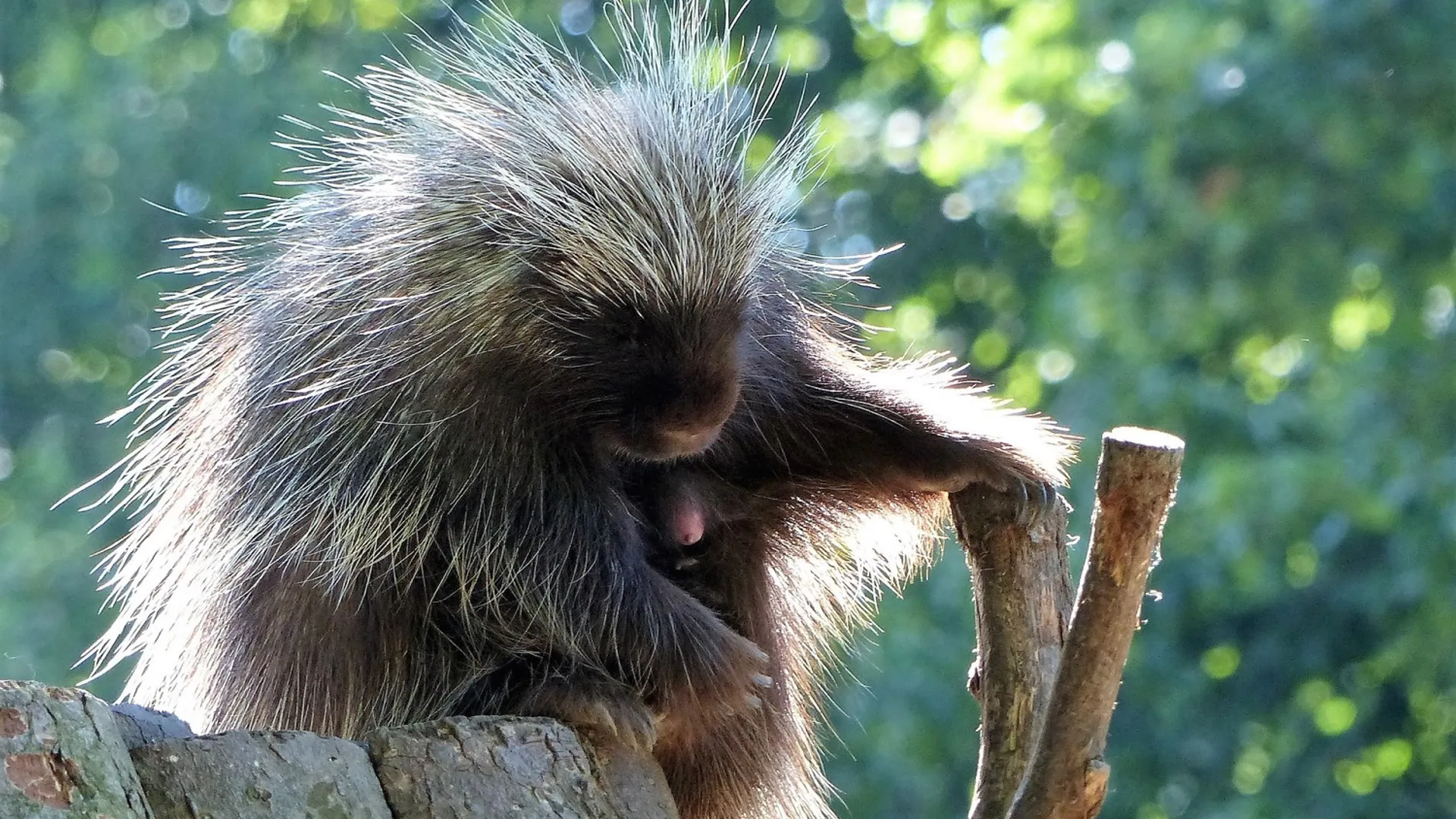 June, der Baumstachler im Tierpark Hagenbeck (Bild 4 von 8)