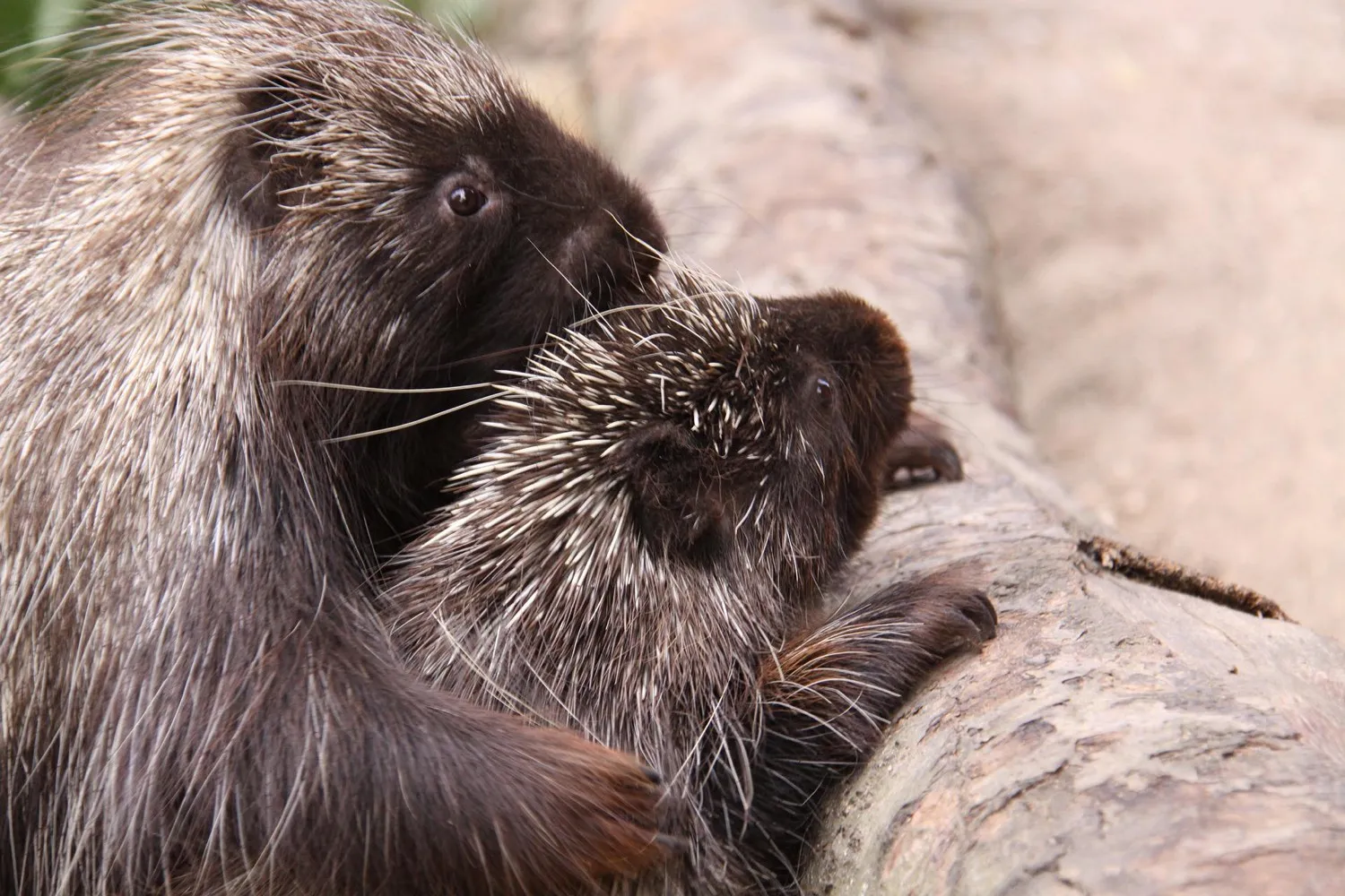 June, der Baumstachler im Tierpark Hagenbeck (Bild 5 von 8)
