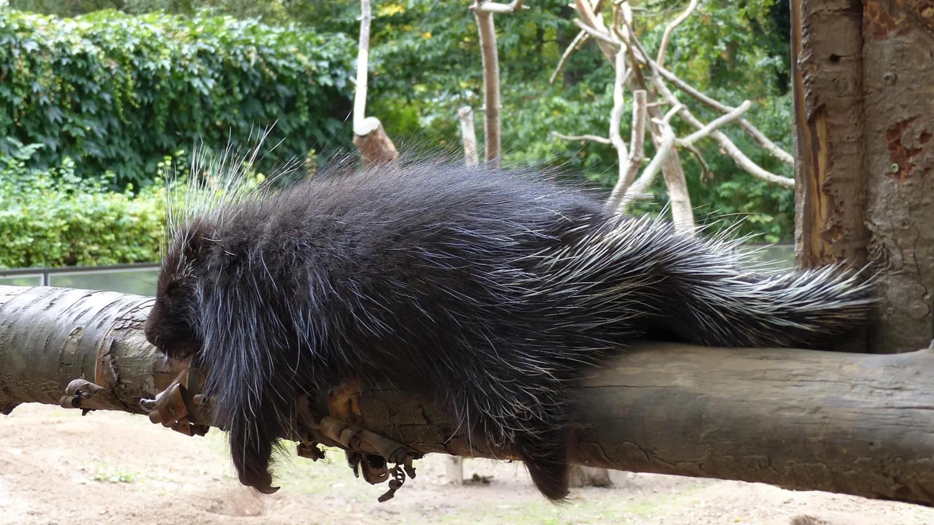 June, der Baumstachler im Tierpark Hagenbeck (Bild 6 von 8)