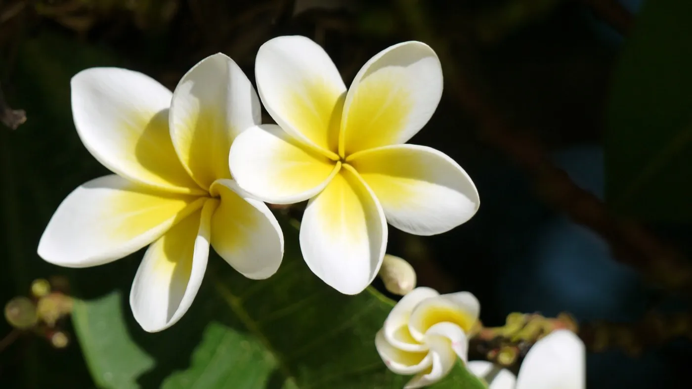 Impression aus Hawaii